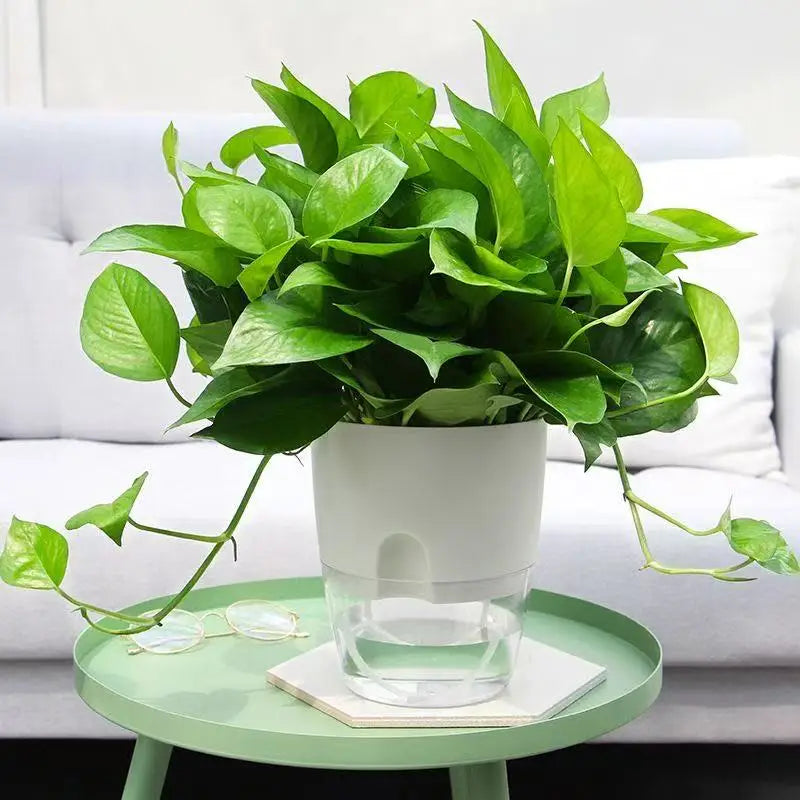 Self-watering plant pot with clear water reservoir