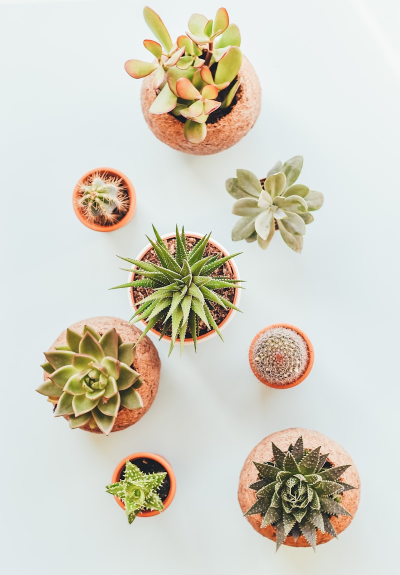 Indoor plants in self-watering pots on windowsill