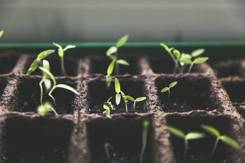 Indoor herb garden under grow light