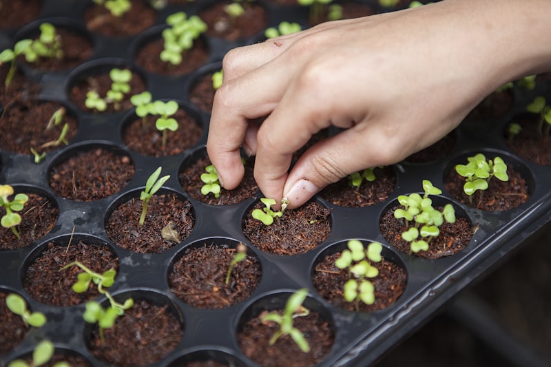 Seedling germination tray indoor garden vegetables